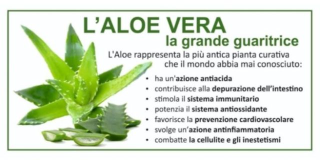 Aloe lista.jpg